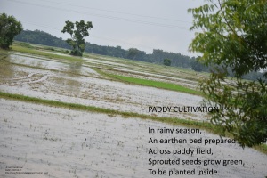 PADDY CULTIVATION